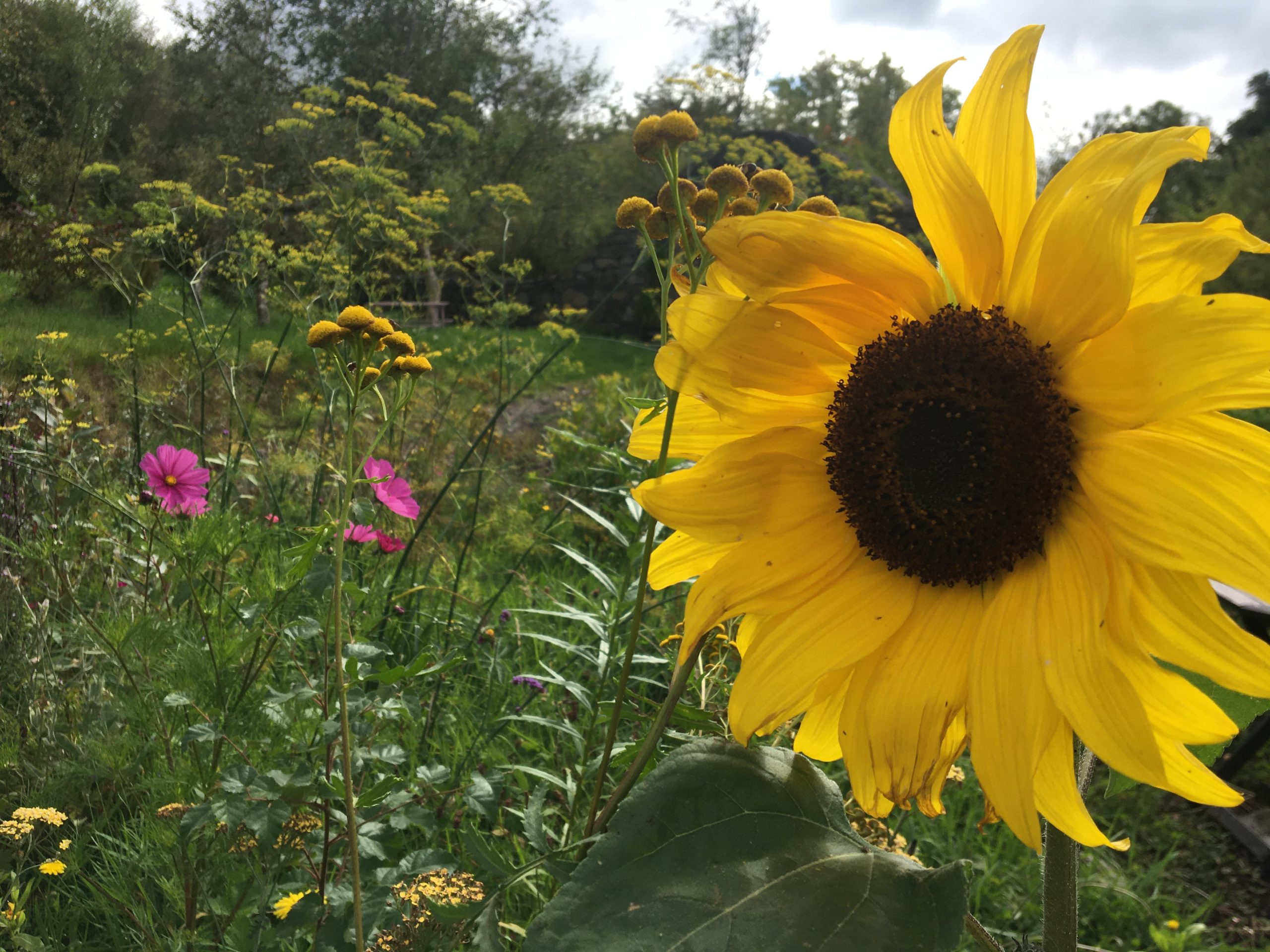 Growing organic & biodynamic food at Dronagiri